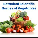 Botanical Scientific Names of Vegetables